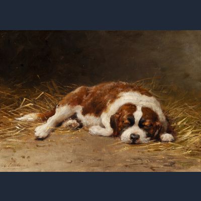 Sleeping Saint Bernard puppy