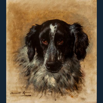Springer Spaniel