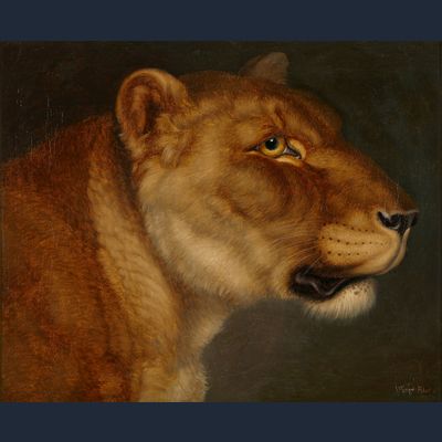 Johann Wenzel Peter (1745-1829), study of a lioness