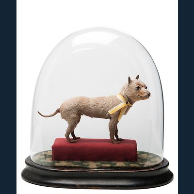 Het kleinste hondje ter wereld