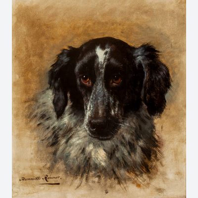 Springer Spaniel
