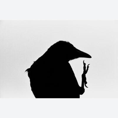 Erimo Cape (from the series The Solitude of Ravens)