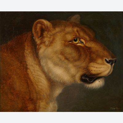 Johann Wenzel Peter (1745-1829), studie van een leeuwin
