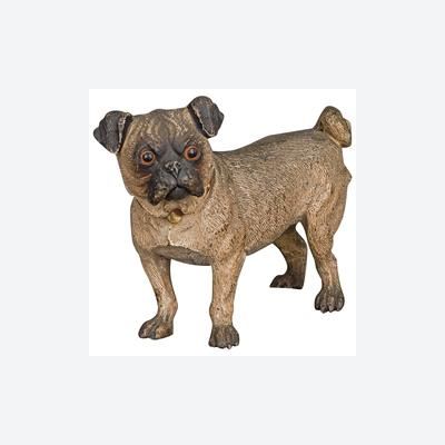 A beautiful Austrian cold painted 'Vienna Bronze' of a pug dog, circa 1890