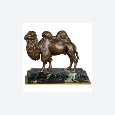 An unusual French camel bronze circa 1860