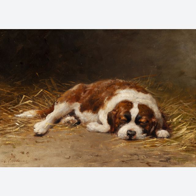 Sleeping Saint Bernard puppy