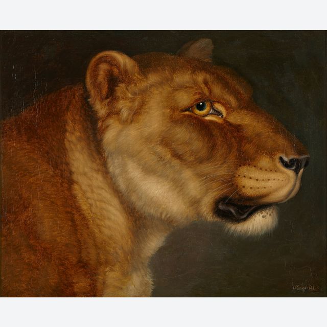Johann Wenzel Peter (1745-1829), study of a lioness