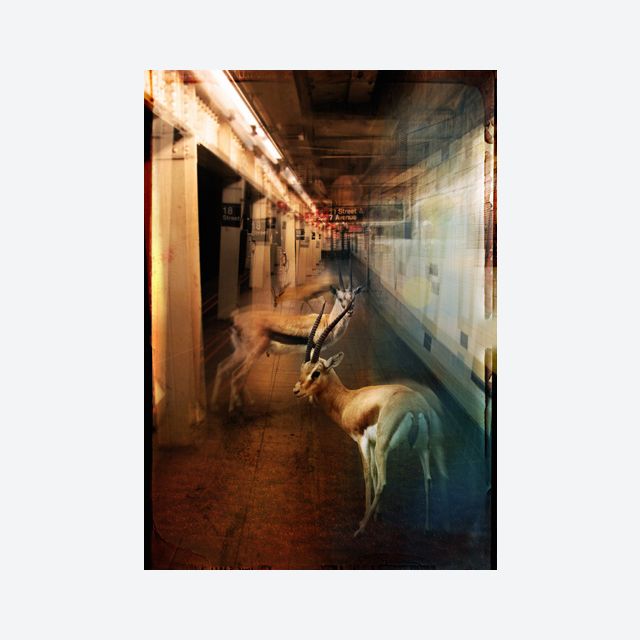 ZooCity Gazelles