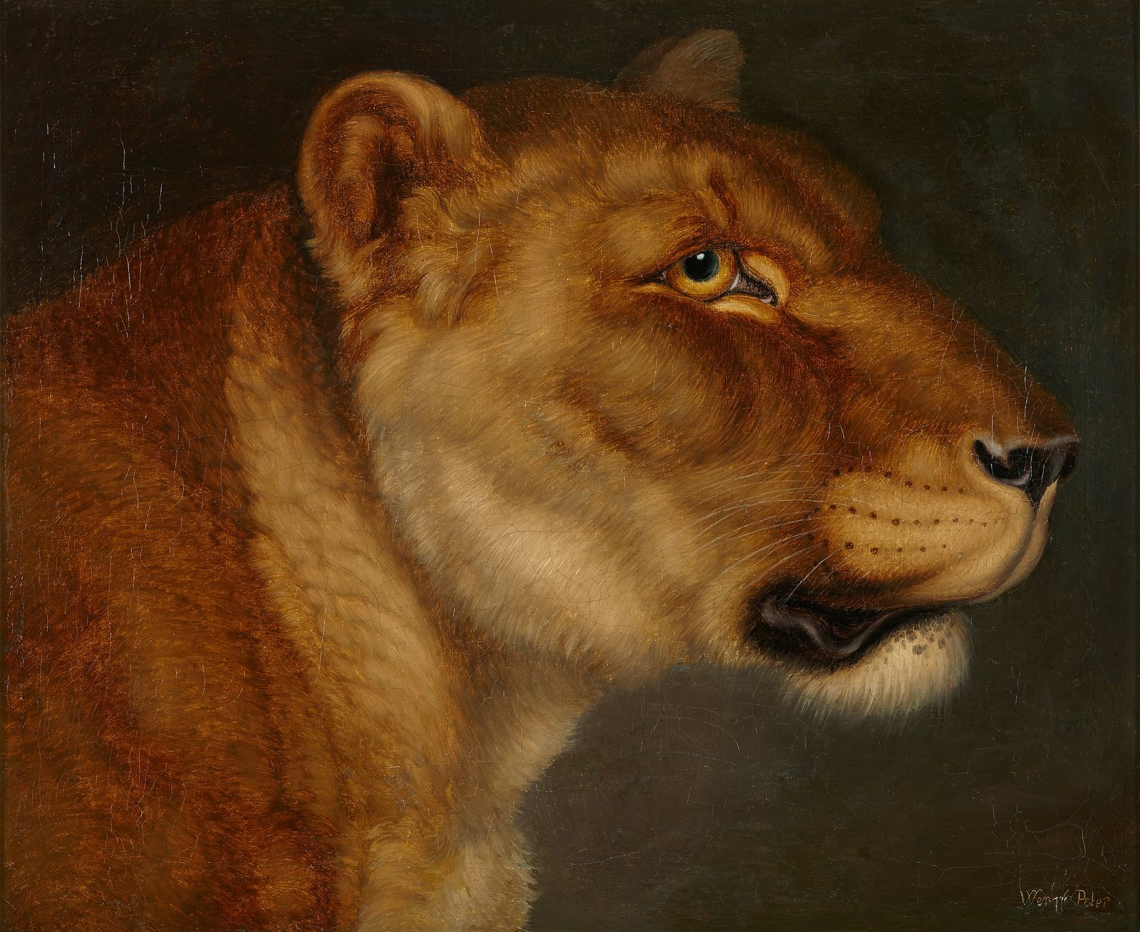 Johann Wenzel Peter (1745-1829), study of a lioness
