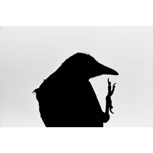 Erimo Cape (from the series The Solitude of Ravens)