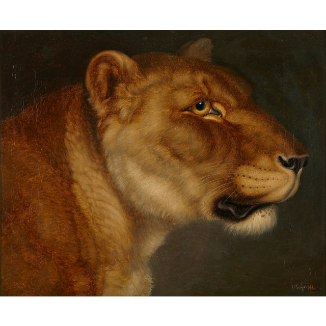 Johann Wenzel Peter (1745-1829), study of a lioness