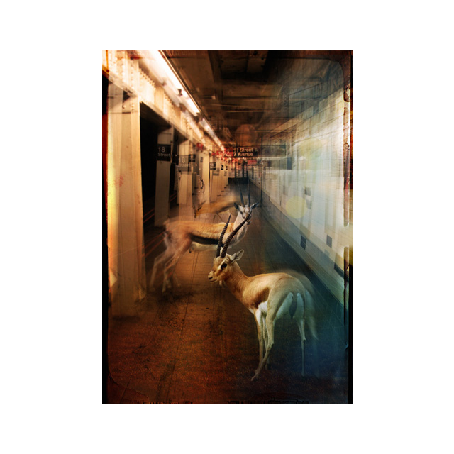 ZooCity Gazelles