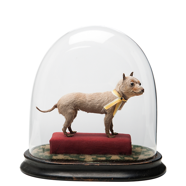 The World's Little Smallest Dog