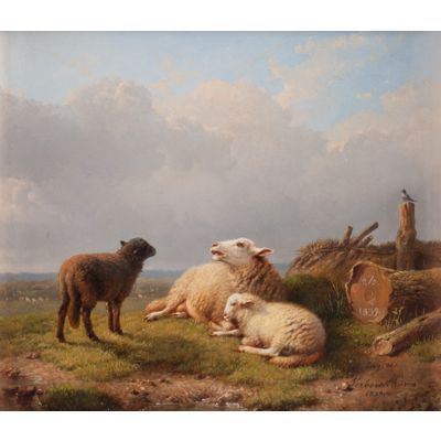 Dutch landscape with sheep