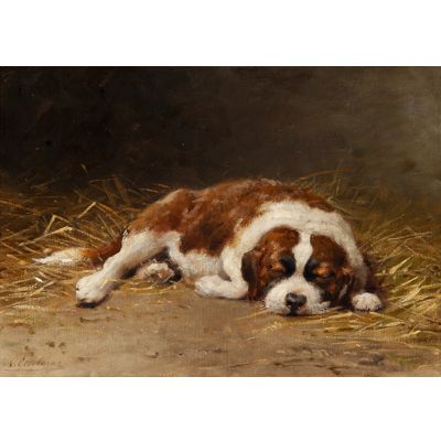 Sleeping Saint Bernard puppy