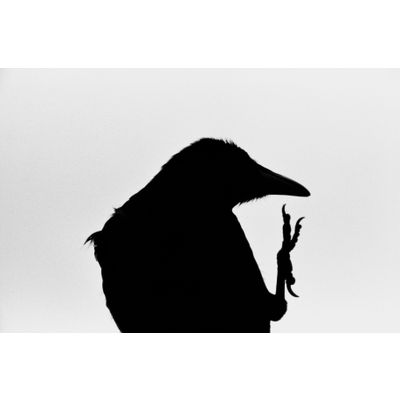 Erimo Cape (from the series The Solitude of Ravens)