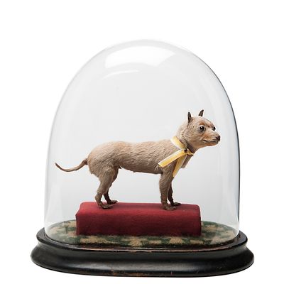 Het kleinste hondje ter wereld