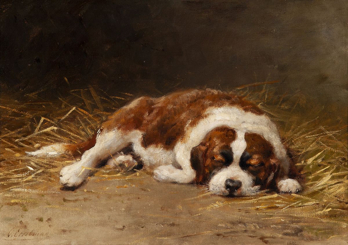 Sleeping Saint Bernard puppy - image 1