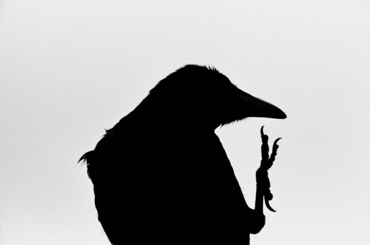 Erimo Cape (from the series the Solitude of Ravens)