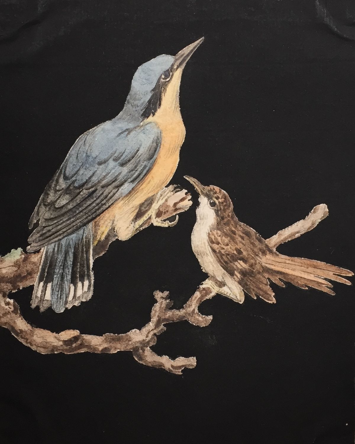 Eight drawings of birds - image 1