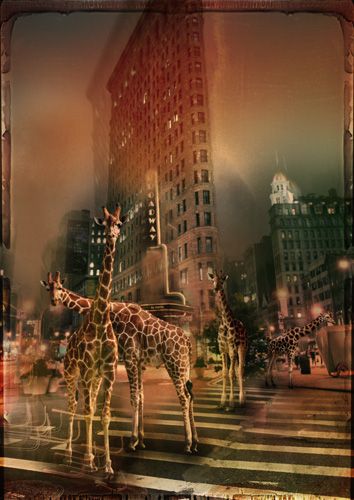 ZooCity Giraffes
