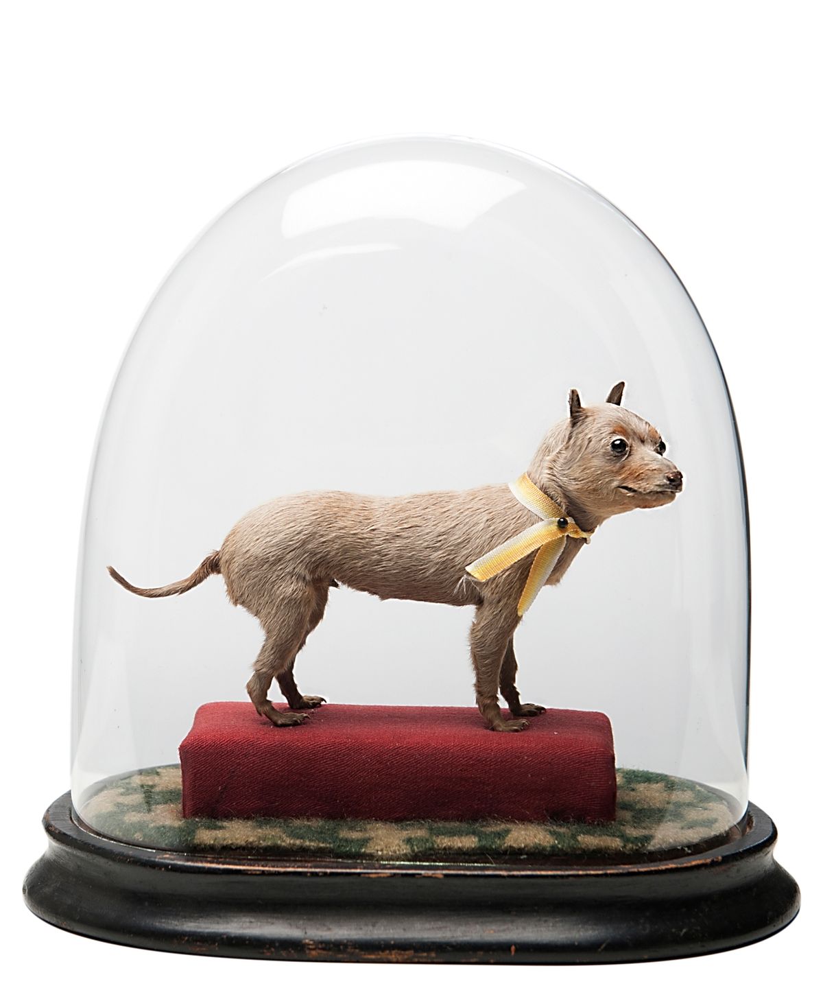 The World's Little Smallest Dog - image 1