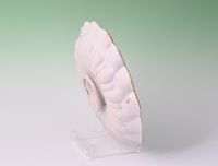 A Dutch crespina - image 4