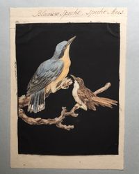 Eight drawings of birds - image 5