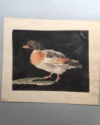 Eight drawings of birds - image 6