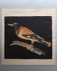 Eight drawings of birds - image 3