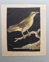 Eight drawings of birds - image 2