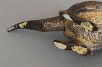 An attractive kangaroo Vienna bronze signed - afbeelding 3