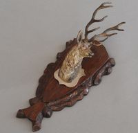 A nice head of a stag or a deer Vienna bronze circa 1900 - afbeelding 4