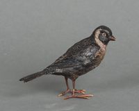 A charming multicoloured Vienna finch bird bronze late 19th century - image 3
