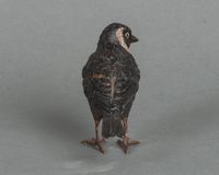 A charming multicoloured Vienna finch bird bronze late 19th century - image 4