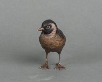 A charming multicoloured Vienna finch bird bronze late 19th century - image 5