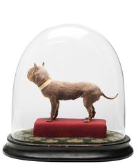 The World's Little Smallest Dog - image 2