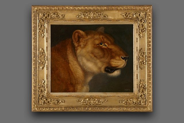 Johann Wenzel Peter (1745-1829), study of a lioness - afbeelding 2
