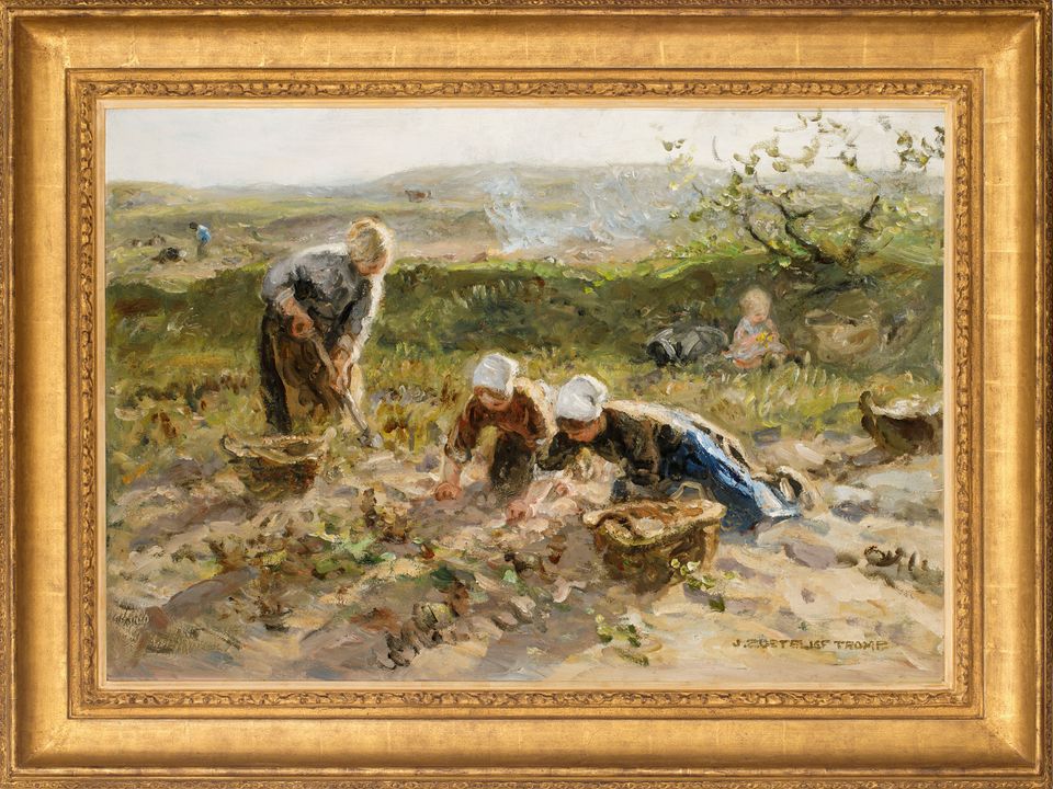 Potato Harvest - image 2