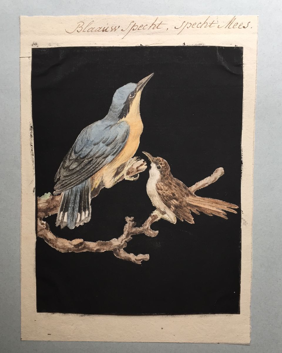 Eight drawings of birds - image 5