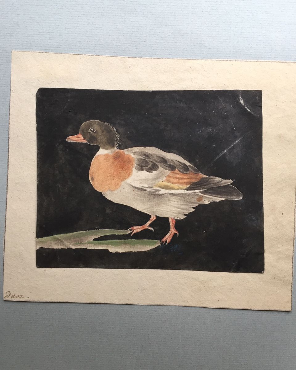 Eight drawings of birds - image 6