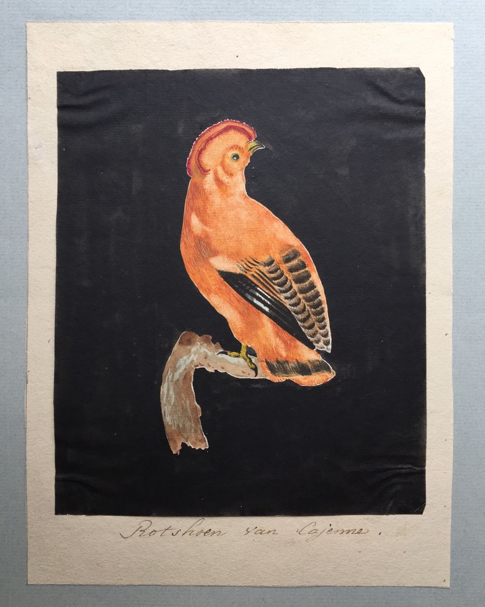 Eight drawings of birds - image 7