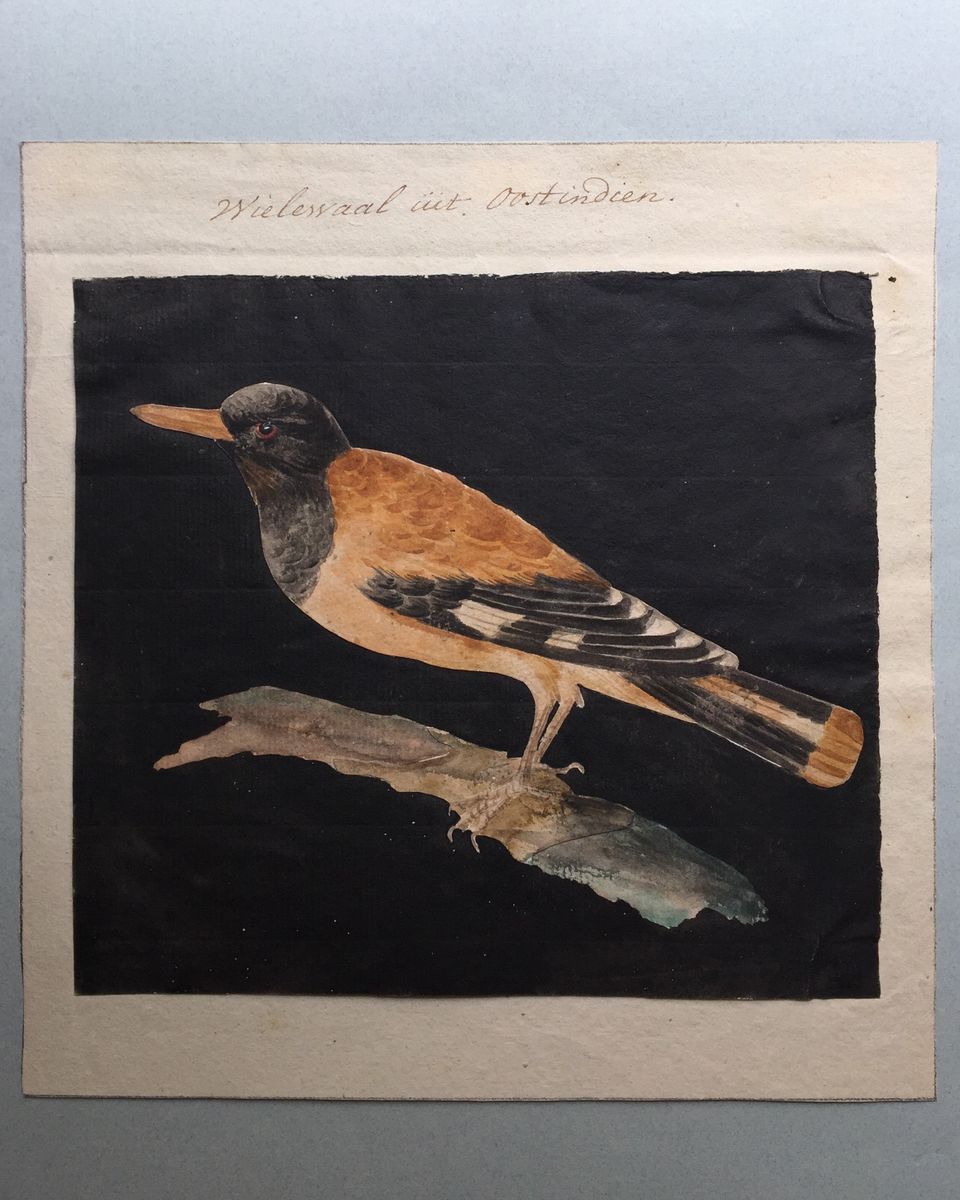 Eight drawings of birds - image 3