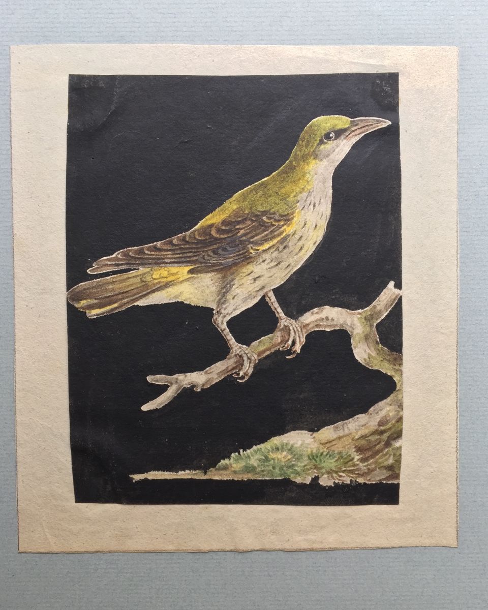 Eight drawings of birds - image 2