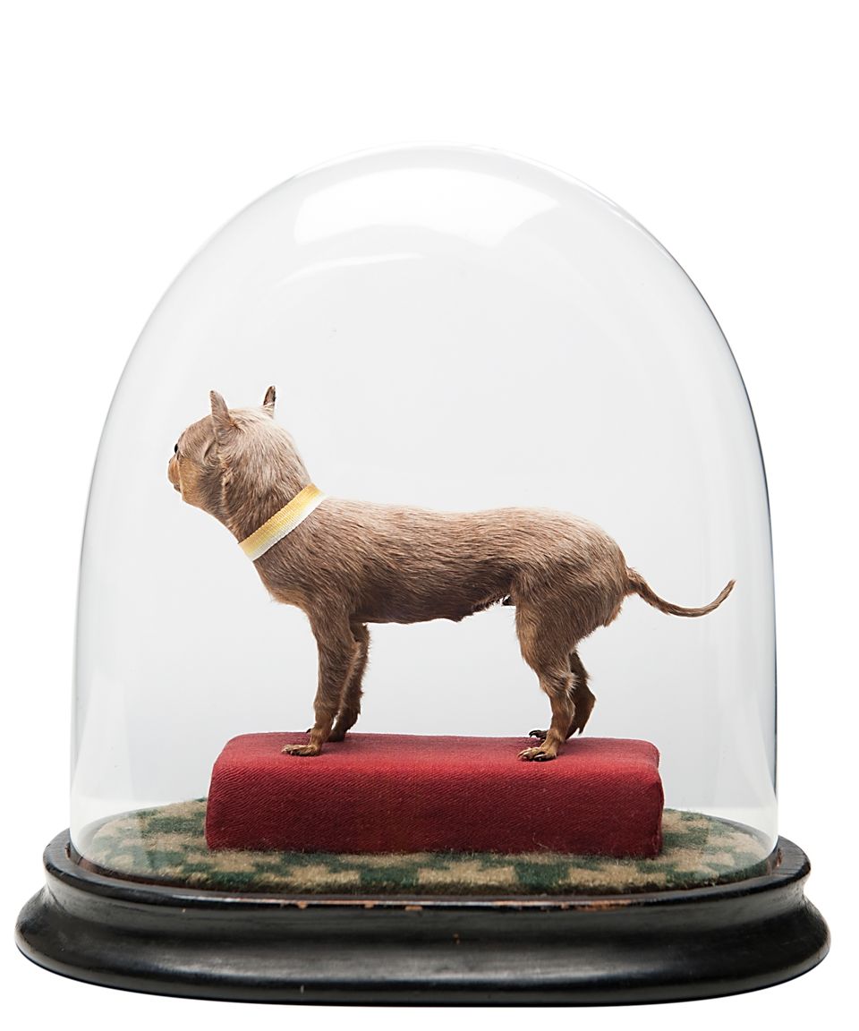 The World's Little Smallest Dog - image 2